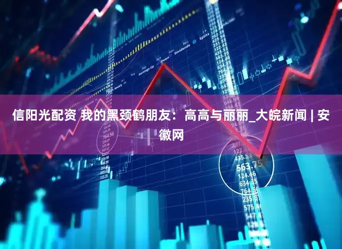 信阳光配资 我的黑颈鹤朋友：高高与丽丽_大皖新闻 | 安徽网